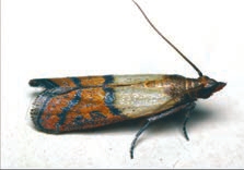 Огневка южная амбарная (Plodia interpunctella) (http://lepidoptera.crimea.ua)
